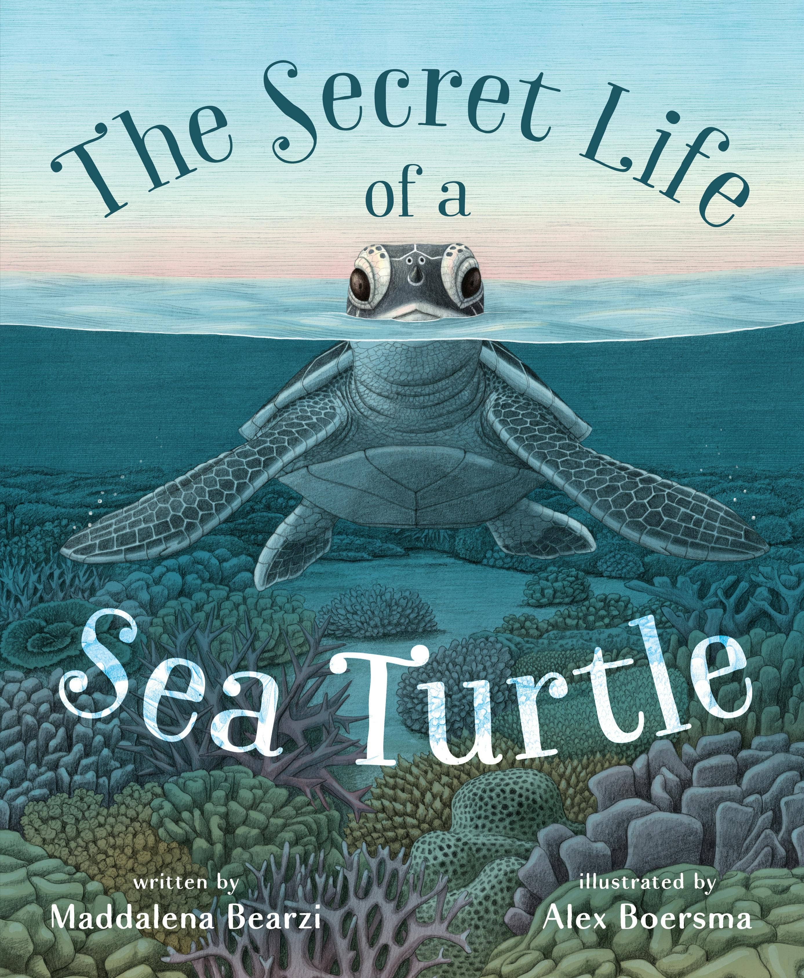 'The Secret Life Of A Sea Turtle' Children's Book